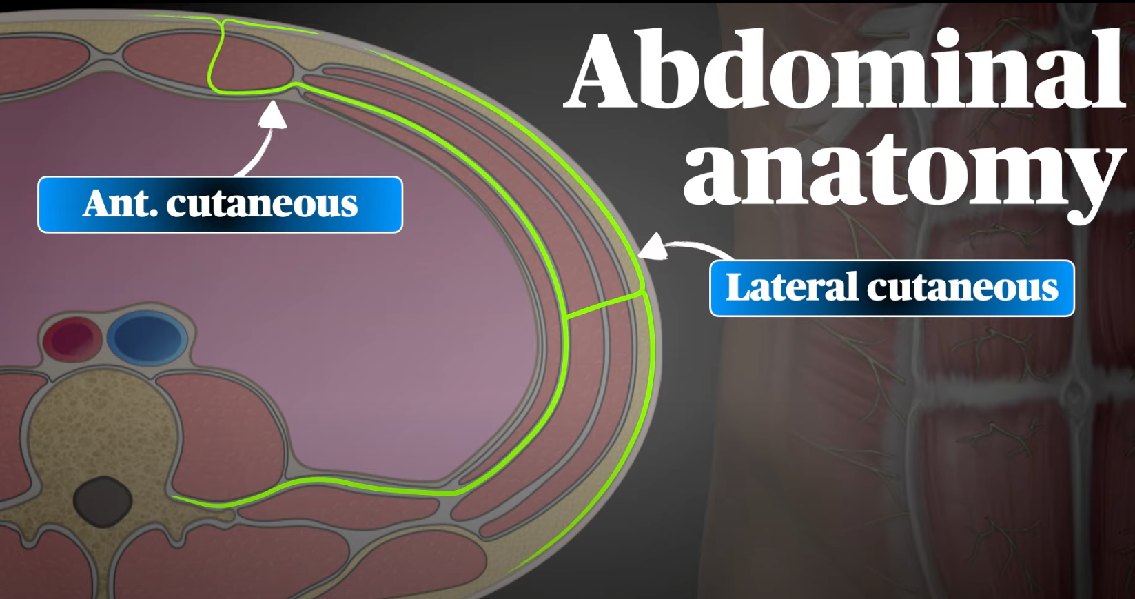 abdominal-wall-nerves