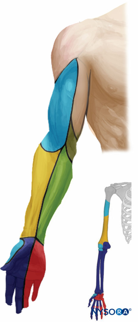 axillary-dermatome