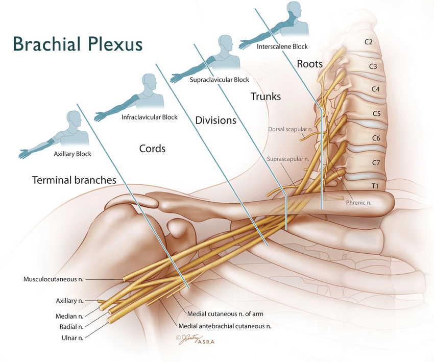 Brachial Plexus