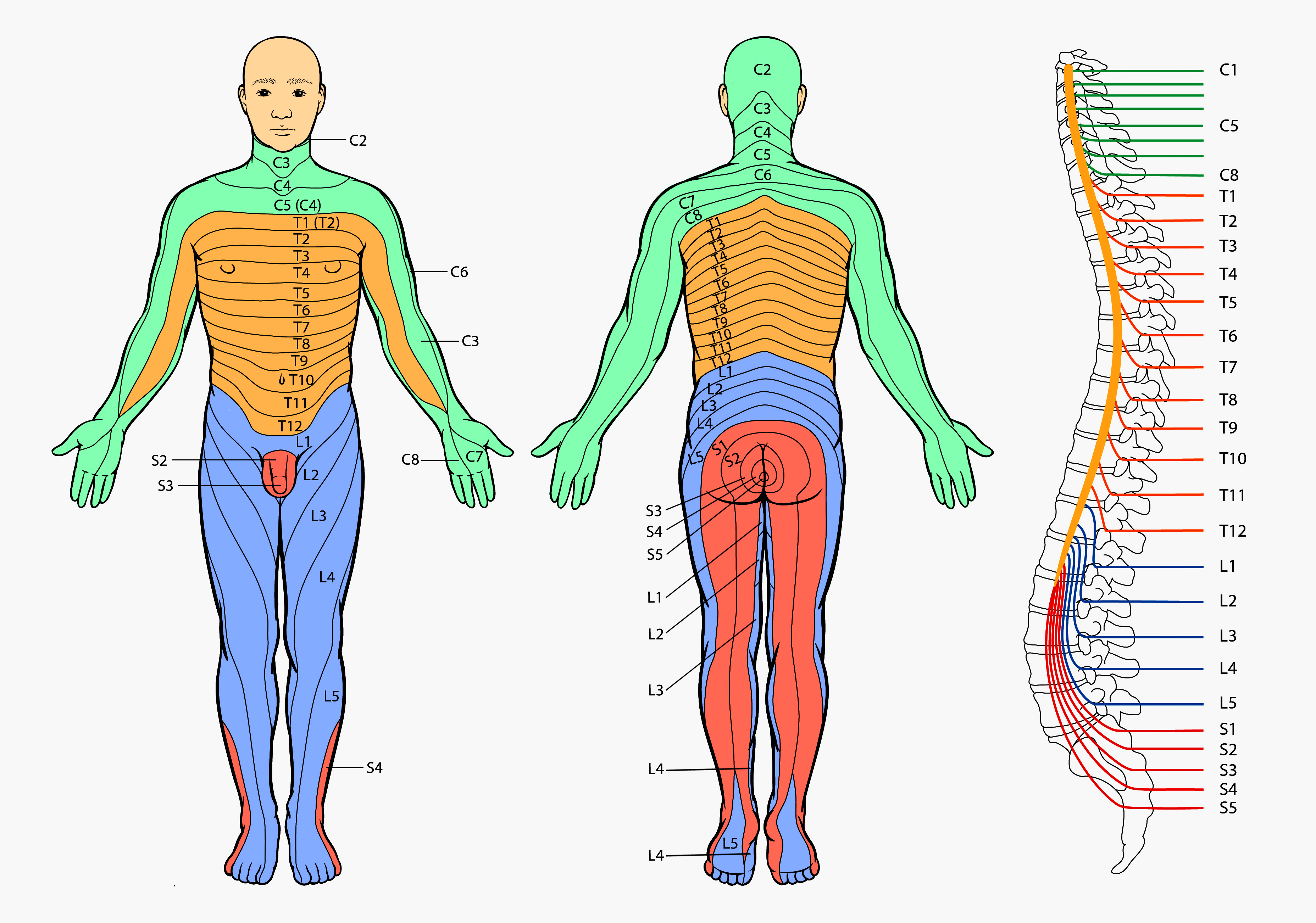 dermatomes-full-body