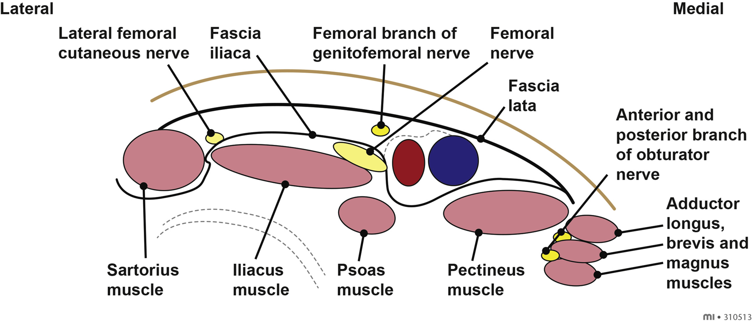 fasciailiaca-3nerves