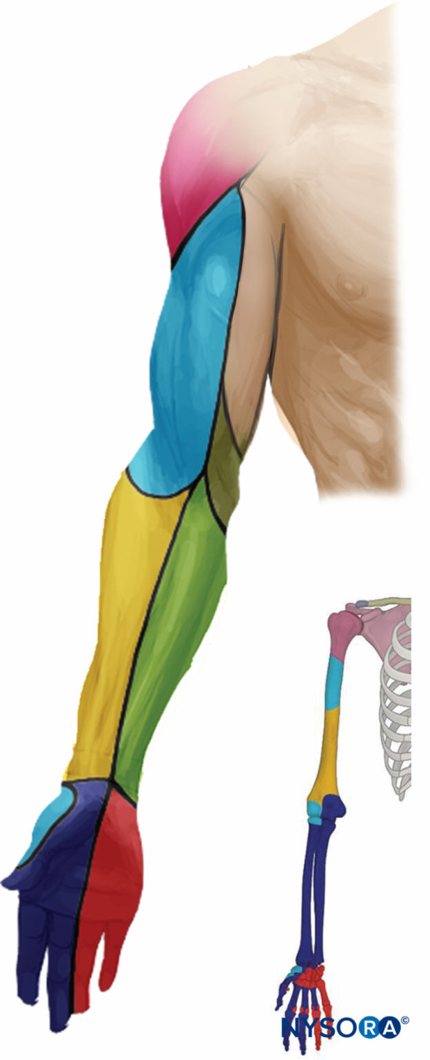 infraclav-dermatome