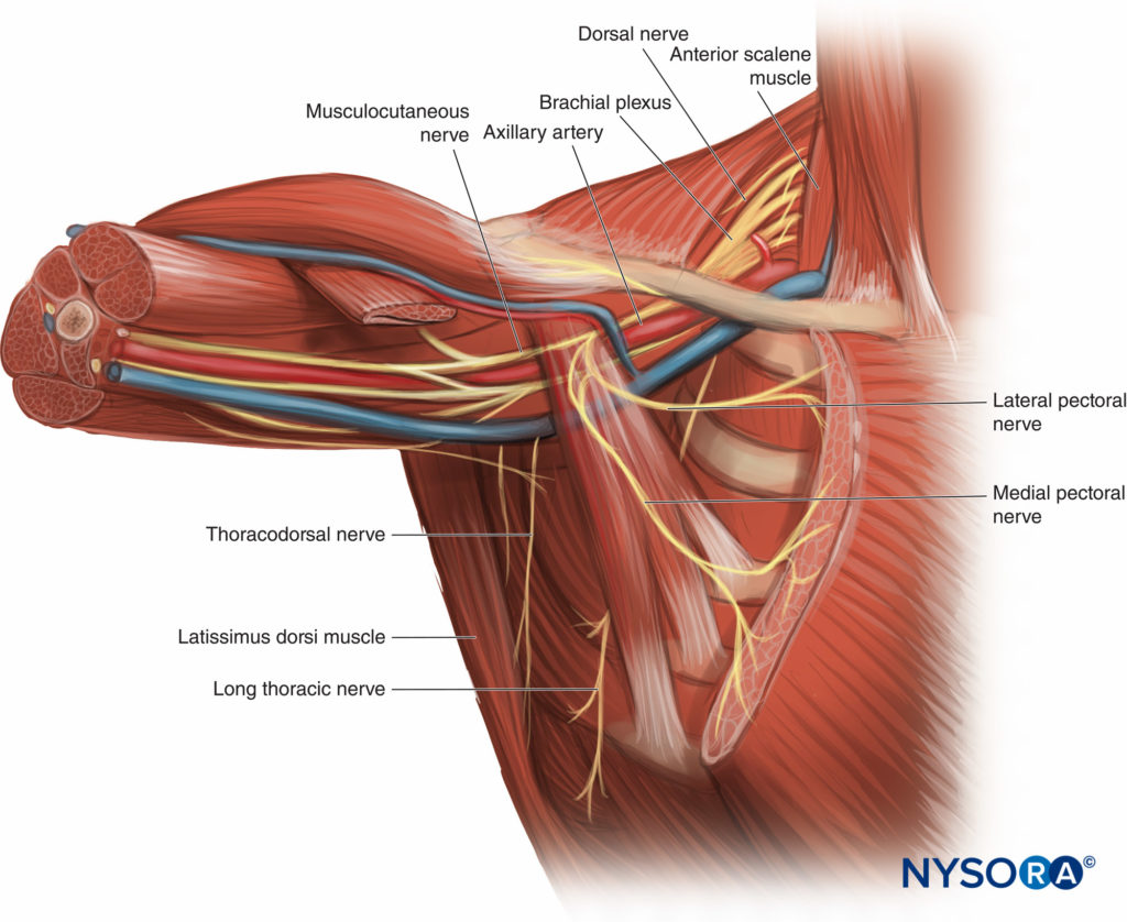 pecs-nerves